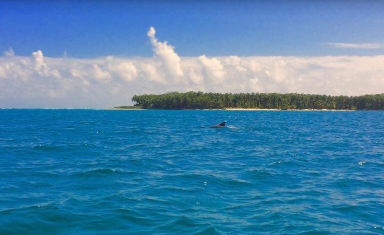 Dolphin Bay Hideaway Bed & Breakfast Bocas Town Dış mekan fotoğraf